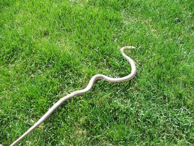 non-poisonous snakes